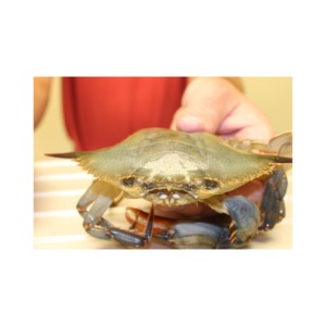 Achetez des crabes à coque molle au meilleur prix pour les grossistes et les détaillants - Product Image 3