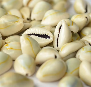 เปลือกหอยสีเหลืองแบบพรีเมี่ยมสำหรับตกแต่งเครื่องประดับงานฝีมือเปลือกหอยทะเลธรรมชาติเป็นมิตรกับสิ่งแวดล้อม - Product Image 4