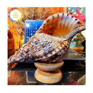 Material de concha de océano de calidad de conchas de trompeta para decoraciones artesanales y muebles de estilo marino de Vietnam - Product Image 1