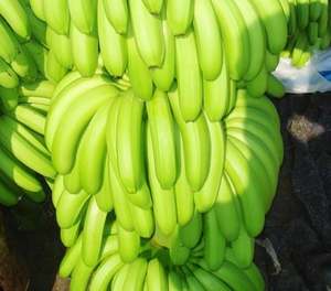 Suministro de Plátanos Cavendish Frescos para Mercados Akina - Product Image 5