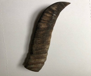 Cuerno de búfalo natural vikingo indio Puntas sólidas Técnica cruda Característica ecológica Disponible a granel en La India por f s i - Product Image 6