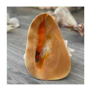 Concha Marina Pulida de Arte Popular Rústico Ecológico Vietnamita Directamente de Vietnam Artesanía Natural Concha de Vieira - Product Image 4