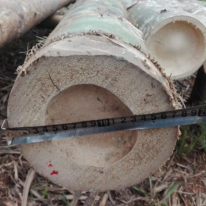 Postes de bambú ecológicos y naturalmente impregnados de Vietnam para cercas de jardín de alta calidad y proyectos de soporte agrícola. - Product Image 1