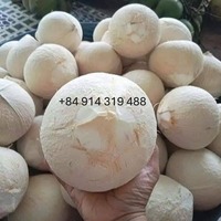 Coco Entero Pulido de Vietnam para Grandes Cadenas de Tiendas e Importadores