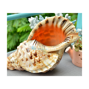 CONCHA DE TROMPETA TRITON AL POR MAYOR CON ALTA CALIDAD Y MEJOR VENDEDOR BUENA OFERTA DE VIETNAM Para exportación a venta con grandes cantidades - Product Image 4