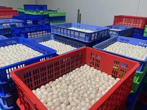 ลิ้นจี่แช่แข็ง | ผลไม้เมืองร้อนหวานจากธรรมชาติ | สินค้าจำนวนมากจากเวียดนาม - Product Image 3