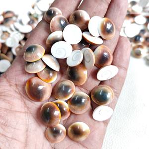 Decorative Bulk Quantity <b>Supply</b> Shiva Eye Shell Gomti Chakra Pacific Ocean Cats Eye Shells - Product Image 3