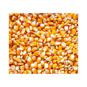 ข้าวโพดเลี้ยงสัตว์แห้งข้าวโพดเวียดนาม - Product Image 3