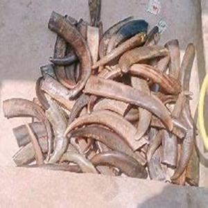 Cuernos de búfalo naturales de gran valor a la venta a precios competitivos - Product Image 3