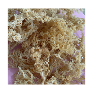 Mousse de mer séchée non piquante non salée Mousse irlandaise du Vietnam pour la préparation de gel naturel Smoothies et utilisations de salade d'algues - Product Image 3