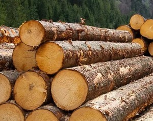 Top Grade Teak <b>Wood</b> Timber Bulk Quality Dry Round Teak <b>Logs</b> Durable Natural Teak <b>Wood</b> <b>Logs</b> Timber for Sale in Best Price - Product Image 3