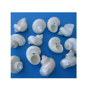 Adorno de concha Turbo artesanal estilo costero - Product Image 1