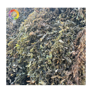 Green <b>Seaweed</b> Fertilizer and Sargassum <b>Seaweed</b> Powder for Large Quantity Agricultural Use, High-Grade Sargassum <b>Seaweed</b> Powder - Product Image 5