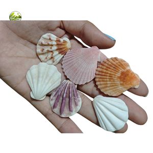 Conchas de Vieira Naturales Pulimentadas Ecológicas en Colores Surtidos para Manualidades, Decoración Costera, Joyería Hecha a Mano, Decoración de Bodas - Product Image 4