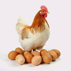 Oeufs à couver Ross 308 de qualité supérieure avec une livraison rapide des fournisseurs de confiance aux prix de gros - Product Image 3