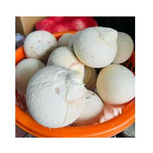 NOIX DE COCO VERTE DE HAUTE QUALITÉ AVEC PEEL BLANC ET COUPE DE QUALITÉ SUPÉRIEURE NOIX DE COCO FRAIS PRATIQUE FACILE À OUVRIR JEUNE NOIX DE COCO BON MARCHÉ VENTE - Product Image 1