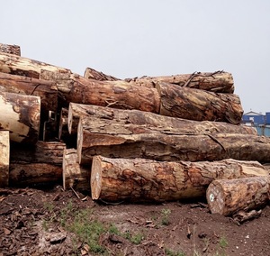 Bûches rondes de bois Tali et Doussie de qualité export pour l'exportation - Product Image 4