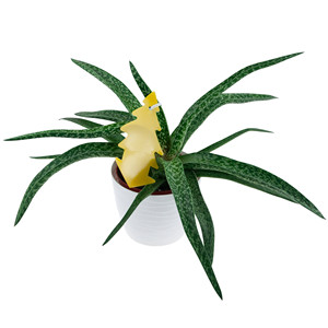 Trampa Adhesiva para Control de Insectos, Eficaz Contra Mariposas, Áfidos, Mosquitos y Moscas del Suelo - Repelente para Macetas - Product Image 6