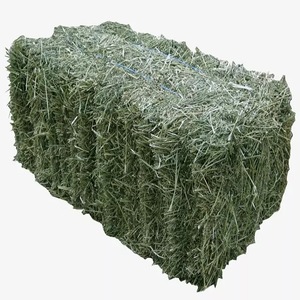 Foin d'alfalfa frais / sec, vente chaude 2023, pour l'alimentation animale, prix de gros, foin d'alfalfa/ - Product Image 1
