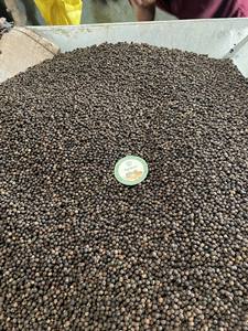 [สินค้าขายดี] พริกไทยดำแห้งคุณภาพพรีเมียม 5 มม. 500 กรัม MC 550 ผู้จัดจำหน่ายที่เชื่อถือได้ แบรนด์ Agrikim บินห์ฝูอค ได้รับการรับรองจาก ASTA - Product Image 5