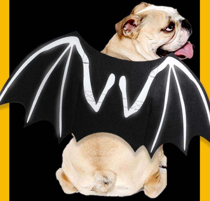 เรืองแสง