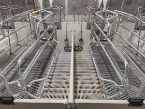 Varkenskooi Varkenshouderij Apparatuur Automatische Kraamkooien Voor Varkens Zaaien Vloeren Voor Kraaiende Draagkrat - Product Image 6