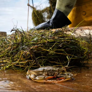 Graine de widgeongrass biologique séchée style pour l'agriculture et l'alimentation utilisation traitement brut culture - Product Image 1