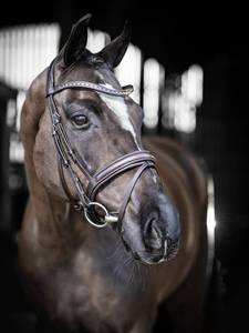 Brida de doma Manivela acolchada suave Comodidad anatómica Negro/Marrón Fabricante Precio barato y cuero de caballo de buena calidad - Product Image 3