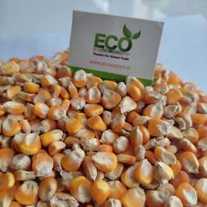 High Quality <strong>Corn</strong> Yellow Maize at Low Rate for Bulk Quantity With High Animal Food Grade for <strong>Buyers</strong>