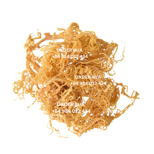 มอสทะเลไอริชสีทองคุณภาพสูง100% งานฝีมือจากประเทศ Eucheuma cottonii บริสุทธิ์จากเวียดนาม - Product Image 4