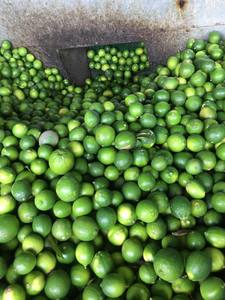 มะนาวสดไร้เมล็ดเพื่อการส่งออก: คุณภาพสูงมะนาวเหมาะสำหรับการใช้ทำอาหารทั่วโลก - Product Image 4