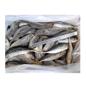Pescado Congelado: Caballa del Pacífico - Proveedor Mayorista de Caballa del Pacífico - Product Image 5