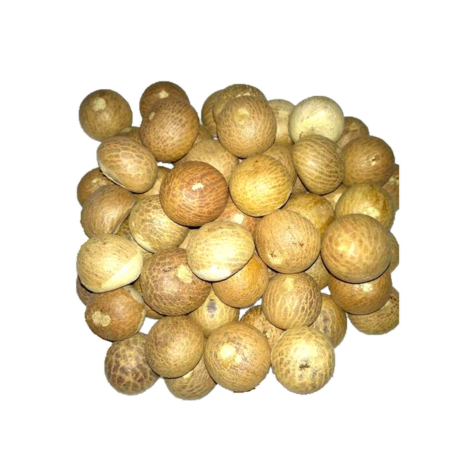 Лидер продаж, экспорт сушеных орехов бетеля по лучшей цене