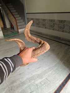 Paire de cornes de mouton naturelles pour la décoration intérieure, art mural, artisanat rustique, décoration de maison en corne de bélier, accent pour les intérieurs uniques, ferme - Product Image 1