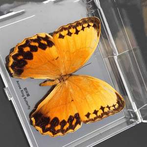 Especímenes de Mariposas Naturales de Alta Fidelidad al por Mayor, Grado de Investigación para Dueños de Mascotas - Product Image 5