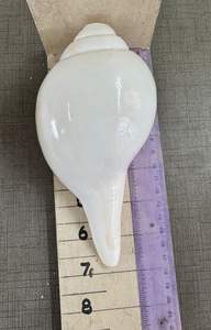 Grande coquille de conque naturelle blanche de 8 pouces (Shankh) Son fort et authentique |   Vamavarti, finition brute écologique, thème religieux et d'amour - Product Image 4
