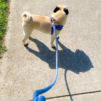 Laisse de chien en corde bleue Clip en or rose 152cm de long fibre tressée coton marine Lapis fait à la main colorant naturel