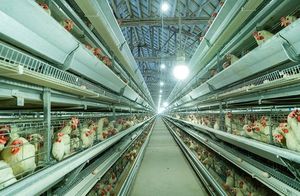 Jaula de alimentación automática de acero galvanizado Tipo H Calidad perfecta para pollos de engorde - Product Image 3