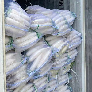 Rábano fresco a granel del proveedor Bao Tram Anh Vietnam Producto agrícola - Product Image 1