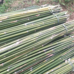 ไม้ไผ่สำหรับทำไร่แบบยั่งยืนใช้วัตถุดิบจากไม้ไผ่ที่ไม่ผ่านการบำบัด - Product Image 4