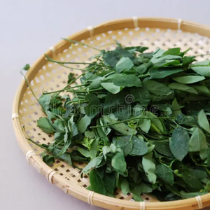 Katuk แห้งใบเขียวหนาแน่นสารอาหารสำหรับการใช้อาหารเพื่อสุขภาพ - Product Image 1
