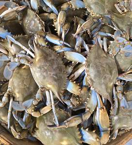 Crabe de mer entier surgelé IQF avec une durée de conservation de 12 mois - Prix bas - Product Image 2