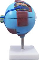 Modelo Anatómico del Ojo Humano CISCO, Herramienta Educativa de Silicona Médica para el Aprendizaje de Ciencias