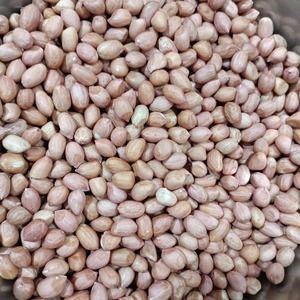 Cacahuete blanqueado fresco con 100% de pureza empaquetado para suministro a granel Cacahuete blanqueado Premium rico en proteínas y nutrientes - Product Image 4