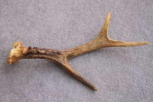 Astas de Ciervo Rojo de la Mejor Calidad, Astas de Ciervo Rojo en Venta - Product Image 6