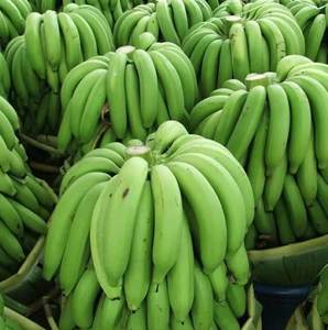 Banane Cavendish miniature fraîche - Variété sucrée et délicieuse - Product Image 1