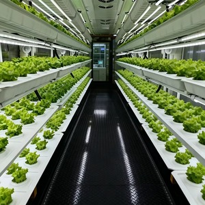 Projet clé en main : conteneur hydroponique de 40 pieds pour la production de légumes-feuilles avec conception Plug and Play pour l'agriculture à grande échelle - Product Image 4
