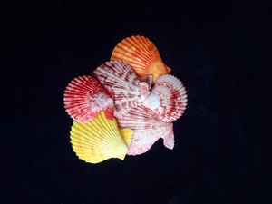 Custom Made Natural Dyed Sea Shells in Custom Made Colors Ideal for Jewelry Designers and Suitable for Use in <b>Aquariums</b> - Product Image 3
