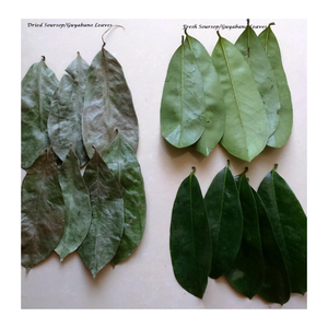 Dried Soursop Leaves For Graviola <b>Tea</b> Bags Wholesale Dried Soursop Leaves From 99 Gold Data Vietnam - Product Image 4