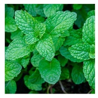 Vente flash : Feuilles de menthe poivrée 100% naturelles pour les mélanges de tisanes, la cuisine, les boissons et l'extraction d'huiles essentielles